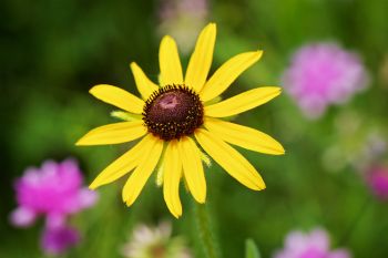 Black-eyed susan with purple flowers in the background at Lake Vermillion Rec Area.