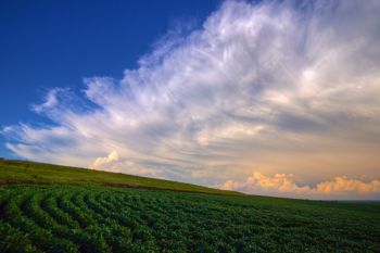 Retreating storm clouds over a soybean field in Union County.