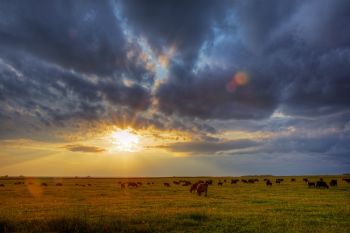 Evening sunlight over grazing cattle in Faulk County.