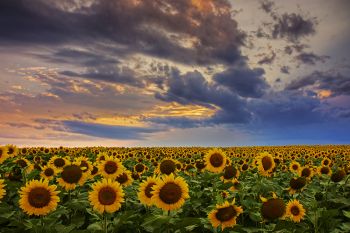 Sunflower field just west of Zell.