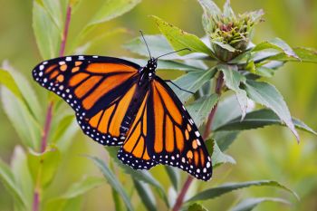 Monarch in Deuel County.