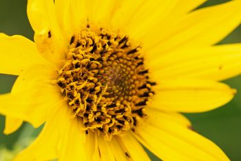 Maximillian Sunflower in Deuel County.