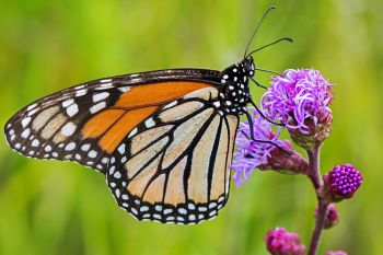 Monarch on prairie blazing star flower.