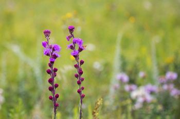 Prairie blazing star (also called gayfeathers) blooming in the Coteau Hills near Clear Lake.