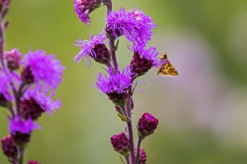 A small orange moth on the blazing star.