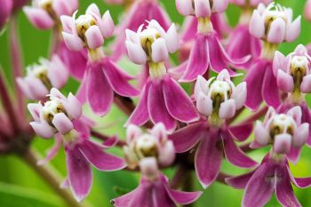 Milkweed blossoms.