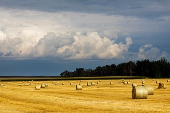 Wheat field just outside of Waverly.