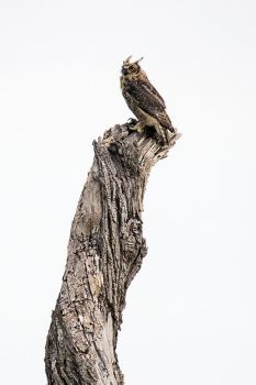 Great Horned Owl somewhere along the road.