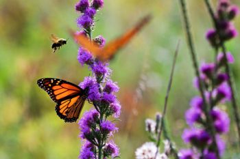 The monarchs have to share with bees and other insects while refueling on their journey.