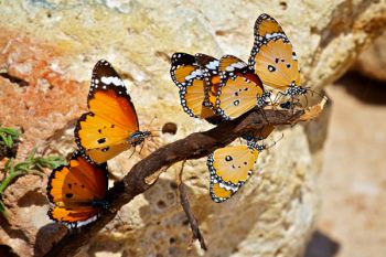 While visiting a college buddy in Oman, I was able to see and photograph African monarchs on the rocky shores of the Persian Gulf. They are pretty, but I prefer our North American version.