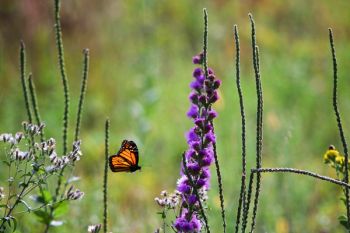 Moving from flower to flower at Lake Herman State Park.