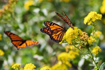 Three monarchs at Lake Herman State Park.