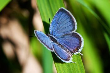 Other butterflies are on the move in the late summer as well. This is an eastern tailed-blue found at Newton Hills State Park.