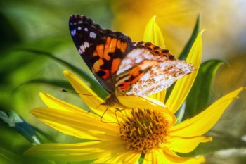 A painted lady on a Spirit Mound sunflower.