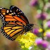 Monarch with colorful wildflowers at Lake Herman State Park.