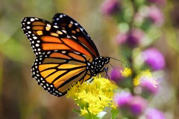 Monarch with colorful wildflowers at Lake Herman State Park.