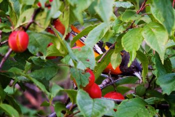 A male Baltimore oriole eating plums and playing hard to get with the photographer.