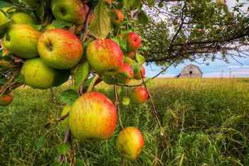 A lone barn and two apple trees are all that remain of this homestead in Clark County.