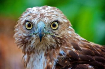 I discovered this hawk having trouble flying along a slough in northwest Minnehaha County. I could not see any sign of injury, so I grabbed a portrait with my telephoto lens and let it be.