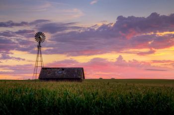 High corn at sunset just east of Hartford.