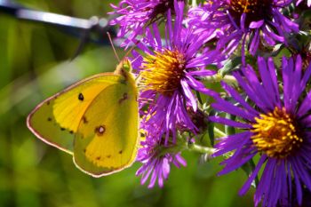 A common clouded butterfly west of Clear Lake, in the Coteau Hills.