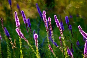 Wildflowers in the August sun along a back road north of Dell Rapids.