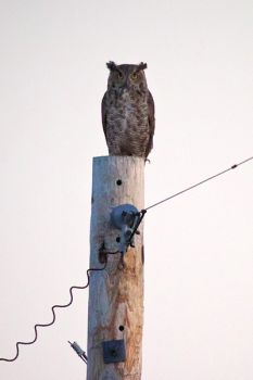 I was being watched while watching a sunset north of Humboldt.