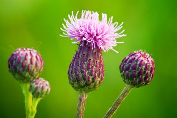 Thistles in bloom along a county road in eastern Deuel County.