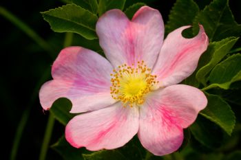 A roadside prairie rose in bloom.