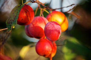 Wild plum in the fading evening light.