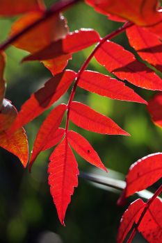 Backlit sumac at Sica Hollow.