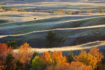 A lone bison grazing in the evening light at Sage Creek Wilderness in Badlands National Park.