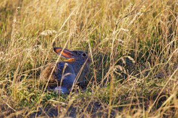 A rabbit in the tall grass at Sage Creek Wilderness. I saw him on my hike out, but forgot about him on my way back. That’s when he got me. Crafty little beast.