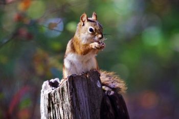 A squirrel having a snack while watching tourists check out Spearfish Falls just below Savoy.