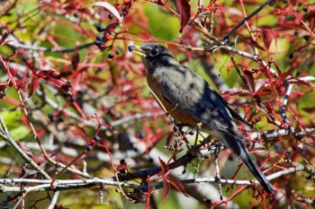 A robin dining on wild grapes in Spearfish Canyon.