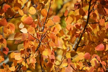 Orange aspen leaves along Roughlock Falls Road.