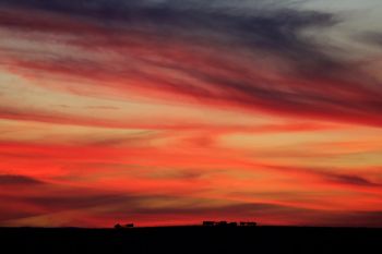 Livestock silhouetted by a signature South Dakota sunset south of Wall.