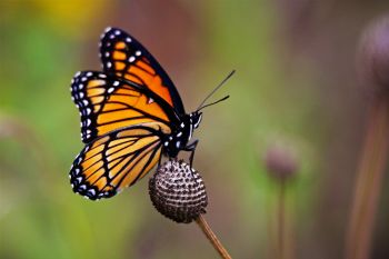 Viceroy Butterfly at Lake Alvin Recreation Area.