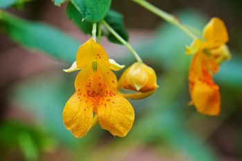 A spotted jewelweed or spotted 'touch-me-nots' along Sargent Creek at Newton Hills State Park. I scared off a hummingbird when discovering them. It turns out that this is an important source of nectar in the wild.