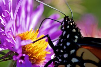 Monarch stocking up on nectar at Spirit Mound.