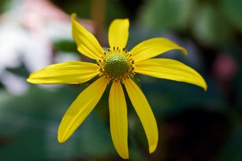 A late coneflower blooming along Sica Hollow’s Trail of Spirits.