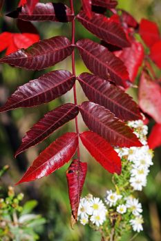 Sumac at Sica Hollow.