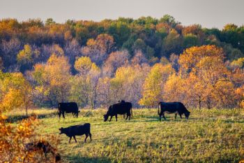 Cattle graze with the colors of Sica Hollow State Park in the background.
