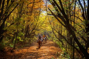 A horse trail of Sica Hollow State Park.