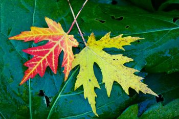 Fallen leaves after a heavy dew found along the Big Sioux River east of Harrisburg.