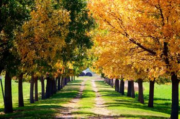 Green and gold leaves just east of Mitchell.