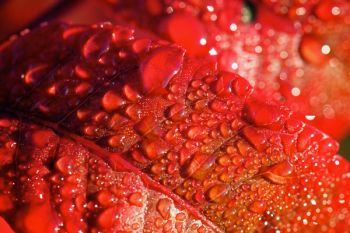 Early morning dew on a sumac leaf in Sica Hollow State Park near Sisseton.