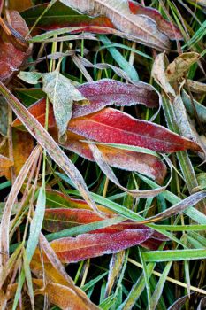 Early morning frost on the floor of Spearfish Canyon.