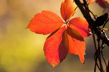 Colorful leaves at Hartford Beach State Park.