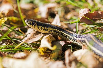 A last chance to sun itself before the long winter. I saw this and another garter snake in the grass and foliage near Big Stone Lake.